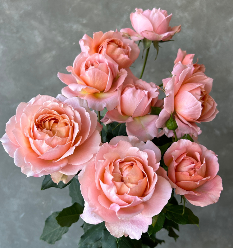 Julietta Spray 3 Julietta Spray - Image 3