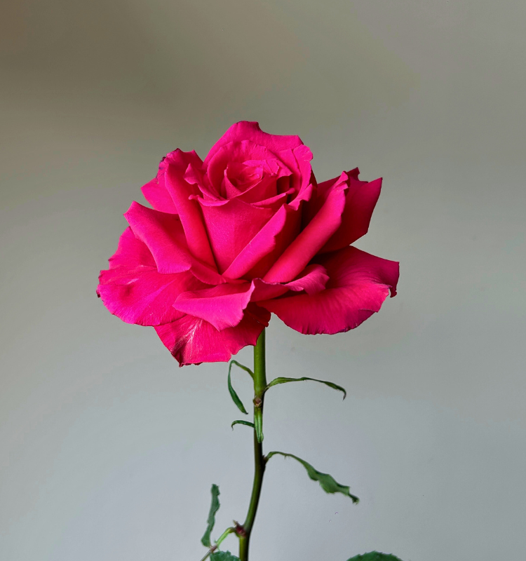 Level Up 2 Level Up - Image 2