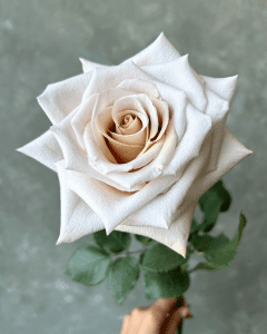 Roses for Sale - Lilit lavender rose.