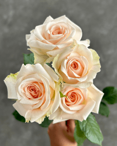 Lovely Blossom light pink spray ga rden rose.