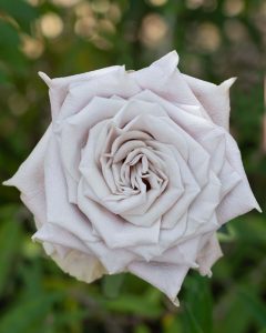 Menta lavender rose with soft, delicate petals Wedding Roses