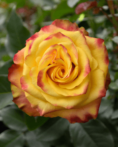 News Flash Rose yellow bicolor rose variety.
