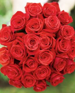 Bunch of Bulk Roses - Nina orange roses showcasing vibrant petals.