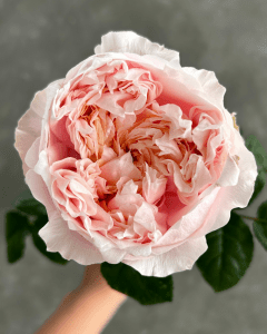 Notting Hill peach pink garden rose for vibrant floral displays.