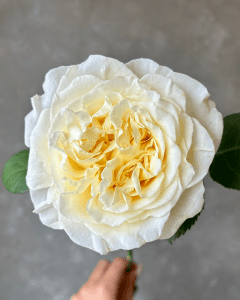 Wholesale Flowers - Passion in White for elegant and timeless floral designs.