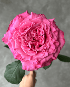 Bulk Roses - Passion in Pink hot pink garden rose for bold, striking floral displays.