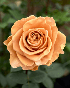 pumpkin Rose