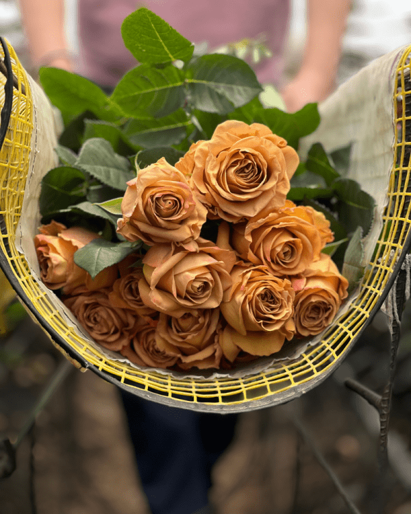 Bunch of Pumpkin Spice gold garden roses for warm and vibrant floral displays. Direct Farm Roses
