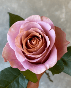 Purple Moon purple rose. Wholesale Roses