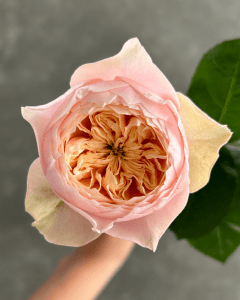 romantic vuvuzela 1 Rose