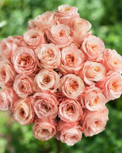 Event Flowers Wholesale - Bunch of Shimmer peach roses with soft, romantic petals.