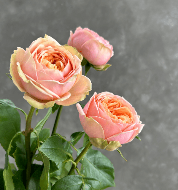 Sweet Catalina Rose | Fresh Flowers Online & Wholesale Roses | Buy ...