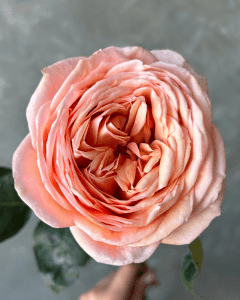 Roses for Sale - Sweet Catalina peach garden rose for elegant floral designs.