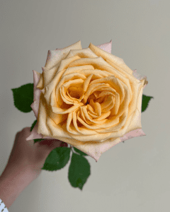 Fresh Cut Roses - Sweet City peach garden rose for vibrant and warm floral displays.