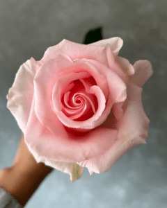 Unforgiven pink rose avalible for wholesale.