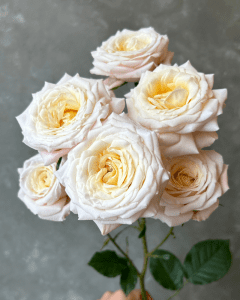 Vivaldi peach spray rose for vibrant, cheerful floral arrangements. Wholesale Flowers.