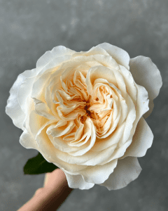 vicky gardens Rose
