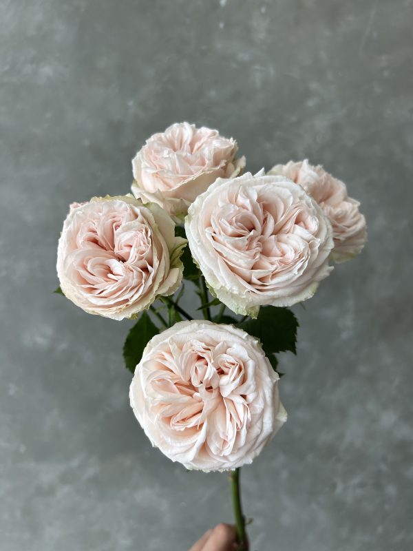 Gentle trendsetter Spray Rose