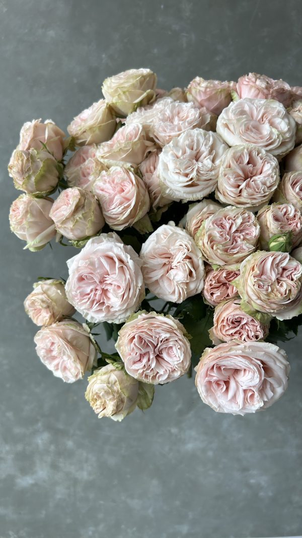 Gentle trendsetter Spray Rose - Image 3