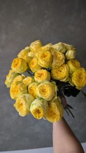 PXL 20250623 163606241 Rose