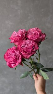 Blues Lagoon spray rose with multiple hot pink blooms on a single stem