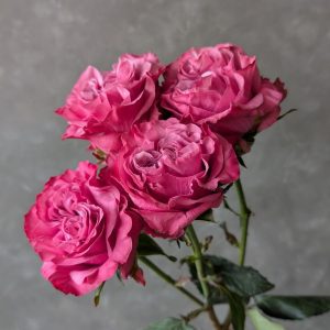 Blues Lagoon spray rose with multiple hot pink blooms on a single stem