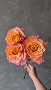 Single Adeline Rose bloom in vibrant orange with pink accents and layered petals