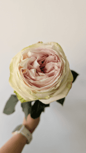 Creamy white Ballerina rose bud held by hand, single long-stem flower on display