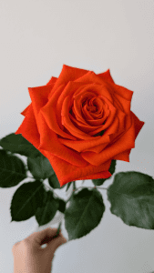 Single Citrine rosebud in pale orange, elegantly captured with soft natural lighting — perfect for Fresh Flowers Online