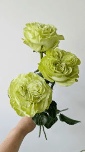 Three greeny-white Exotics rosebuds clustered together, showing fresh petals and short stems