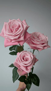 Three light pink Myla Rose buds grouped together, showcasing soft pastel petals