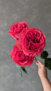 Ruby Elegance spray rose stem with multiple open red blooms and vibrant layered petals