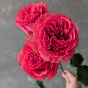 Ruby Elegance spray rose stem with multiple open red blooms and vibrant layered petals