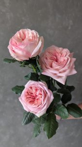 Three soft pink Valeria Rose stems displayed together with delicate, layered blooms