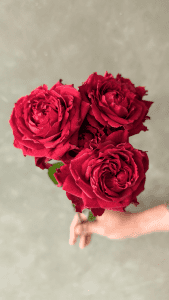 Red Romeo Spray Rose stem with multiple small vibrant red blooms and lush petals