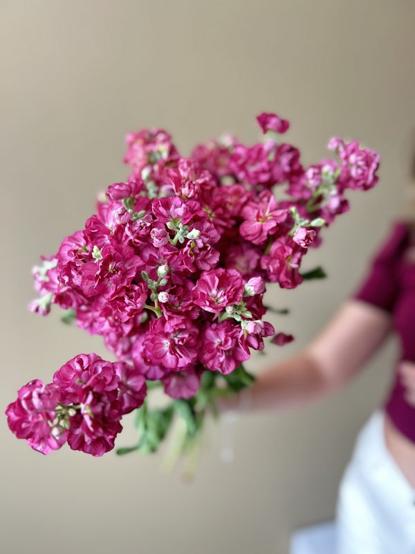 Premium Stock Matthiola - Image 2