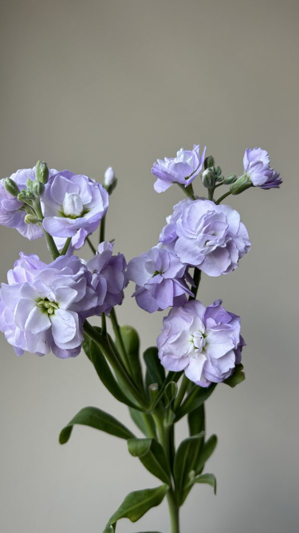 Premium Spray Matthiola - Image 2