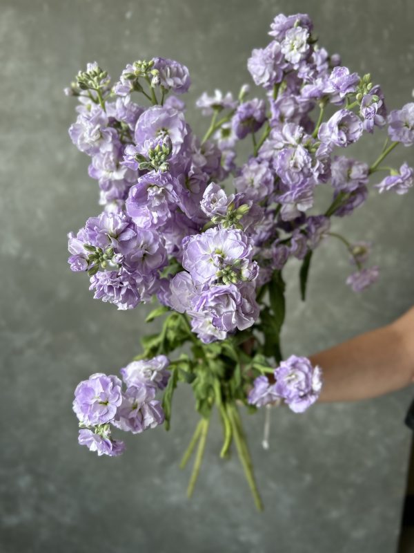 Premium Stock Matthiola - Image 3
