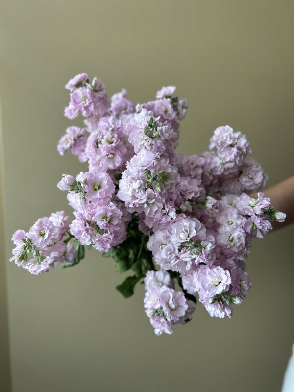 Premium Stock Matthiola - Image 7
