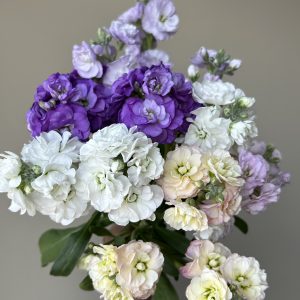 Premium Spray Matthiola