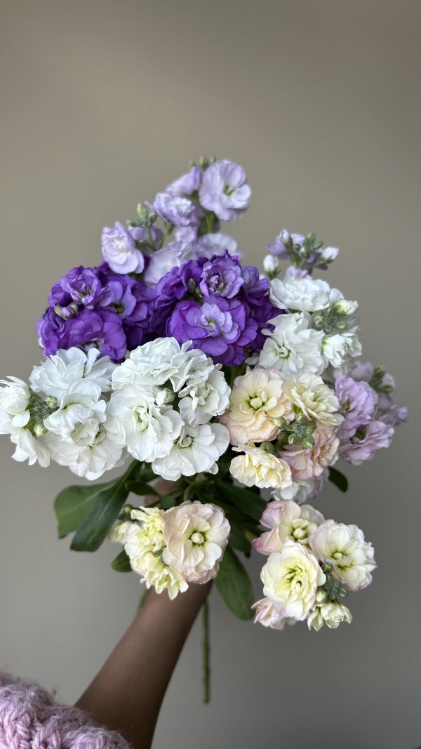 Premium Spray Matthiola
