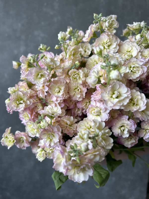 Premium Stock Matthiola - Image 8