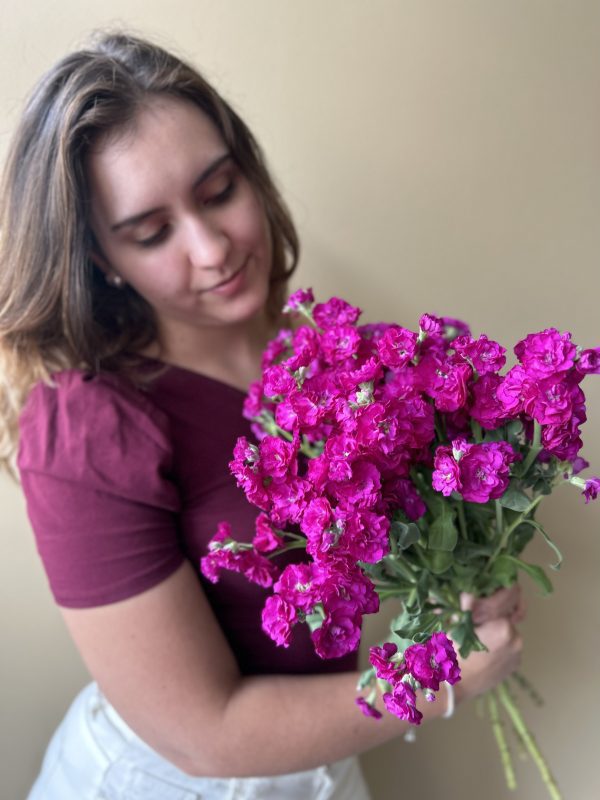 Premium Stock Matthiola - Image 6