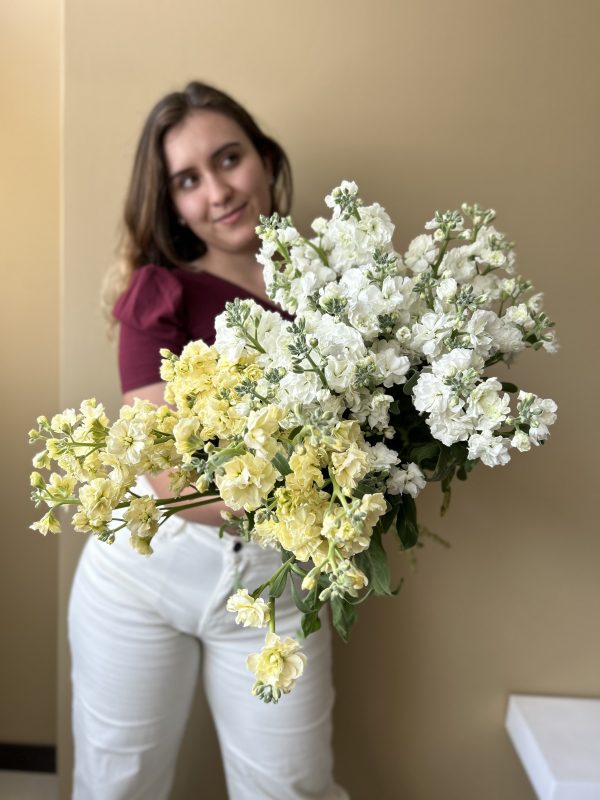 Premium Stock Matthiola