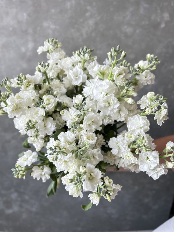 Premium Stock Matthiola - Image 4