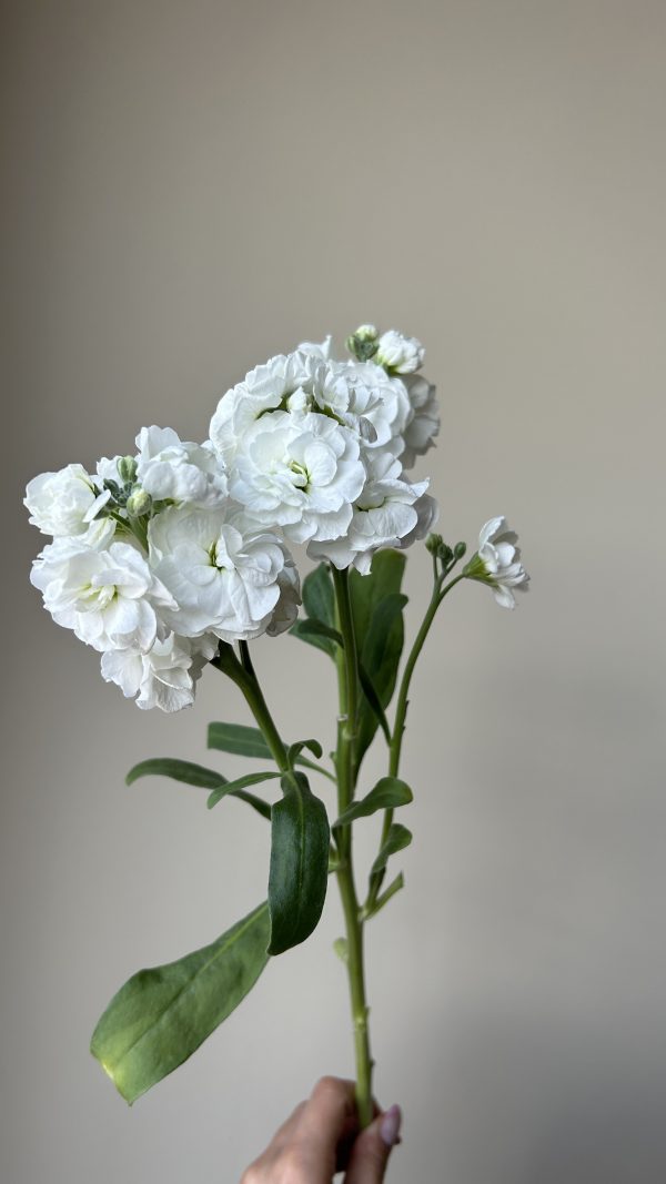 Premium Spray Matthiola - Image 5