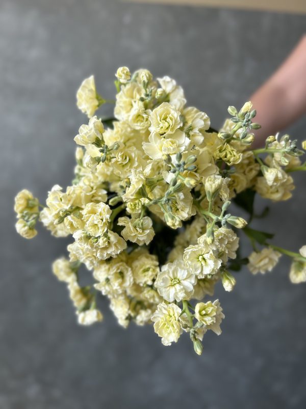 Premium Stock Matthiola - Image 5