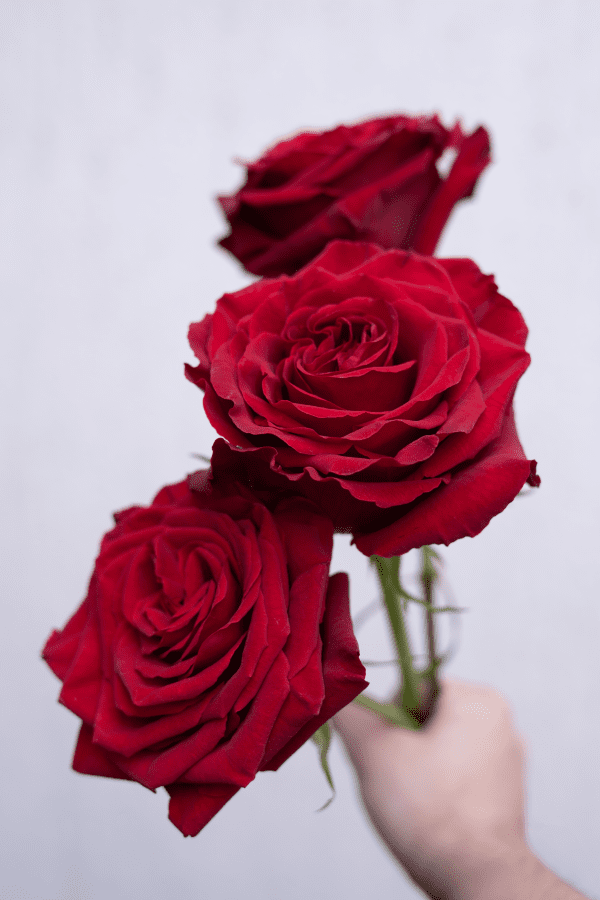 Gran Corazon Rose