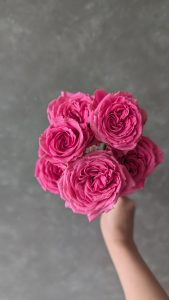 IVY ROSE TALLO 1 Rose