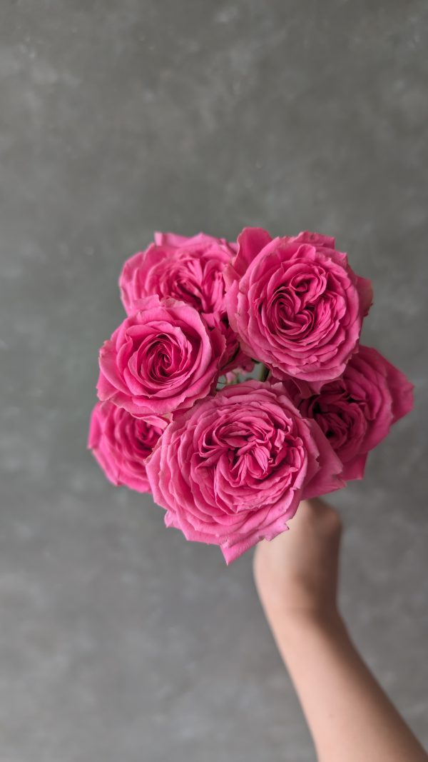 Ivy Spray Rose